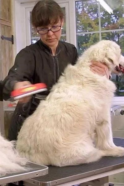 ForWhat 10cm Long Shaggy Dog Hair Collector Comb for Office Home Pet