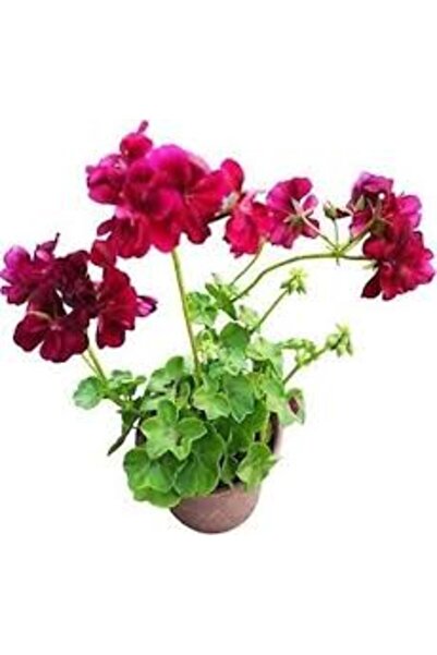 Mimoza Sakız Sardunya Fidanı ( Saksılı Çiçek ) 10-20 cm