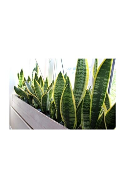 Genel Markalar Sarı Çizgili Kılıç Çiçeği Peygamber Kılıcı Paşa Kılıcı 20-30 cm