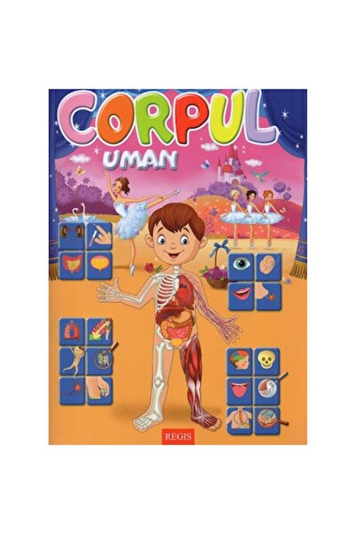 Regis Corpul uman, Alexandru Andrei