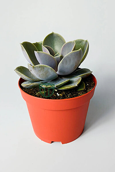 Toptan Kaktüs Echeveria Pollux rozet sukulent özel tür 8.5 kırmızı saksıda