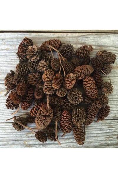 Akvaryum Kızılağaç Kozalağı 25 Adet