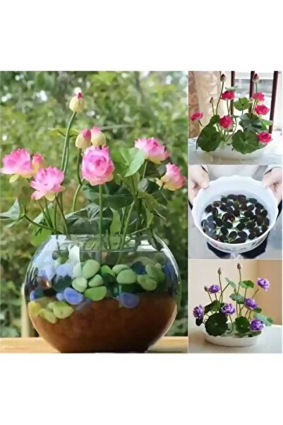Köy Tohumları 5 Adet Tohum Pembe Su Çiçeği Lotus Çiçeği Tohumu Nilüfer Suda Y...