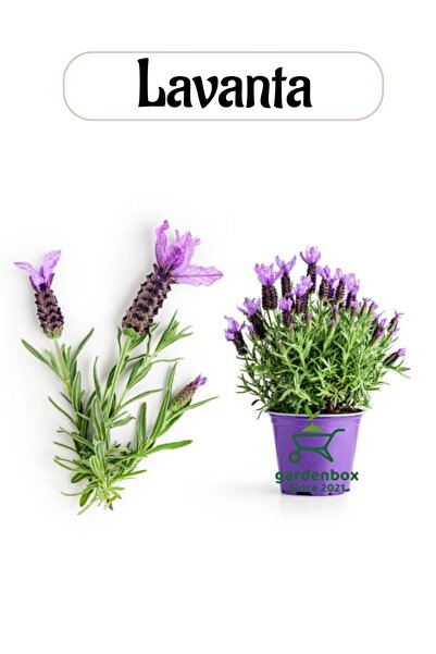Gardenbox Aromatik Bitki Lavanta Fidesi 1 Adet Saksılı 20-30Cm (LAVANDER)