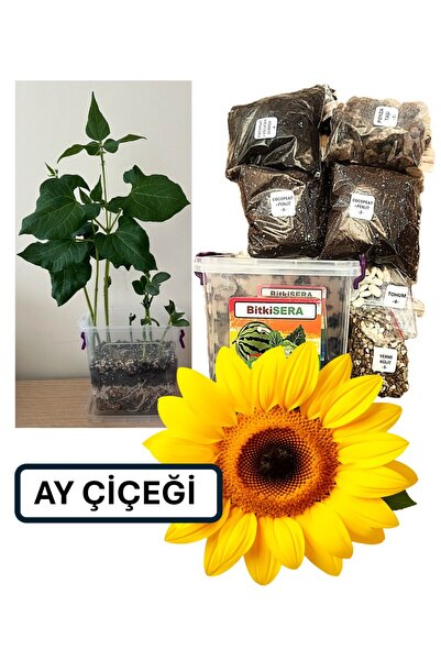 Fide Yetiştirme Eğitim Seti - Ay Çiçeği - Hobi Eğlence Eğitim - 16,5x11x15 (H) Cm - 1.45 Litre