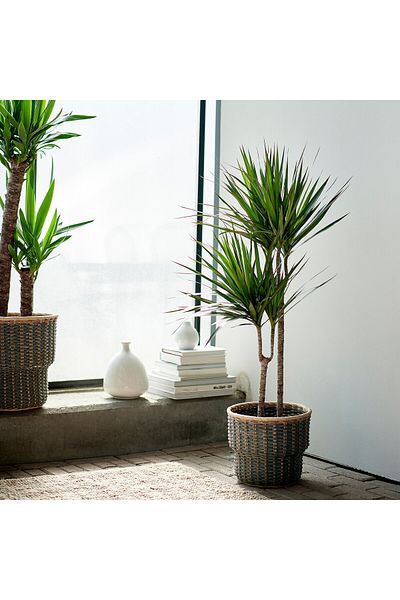 IKEA Dracaena Marginata Dragon Tree – Easy-care 2-stem Indoor Plant With Pot, 120 Cm Tall, 19 Cm Pot