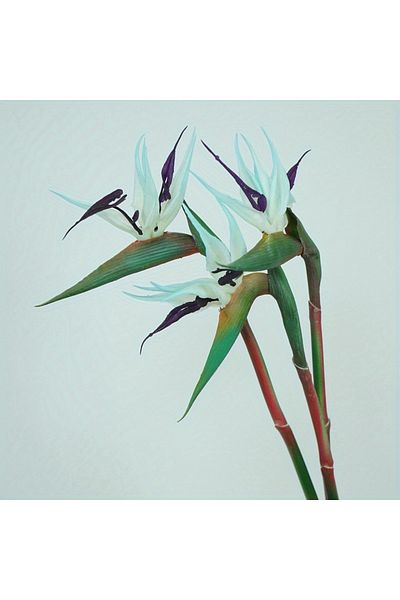Choice 3pcs-blue 3pcs Artificial Bird Of Paradise Flowers Rubber Strelitzia 24.5'' Long Stem Flower Suitabl