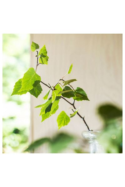 IKEA ADLAD Scented Hanger, Scandinavian Woods/white, 17 cm