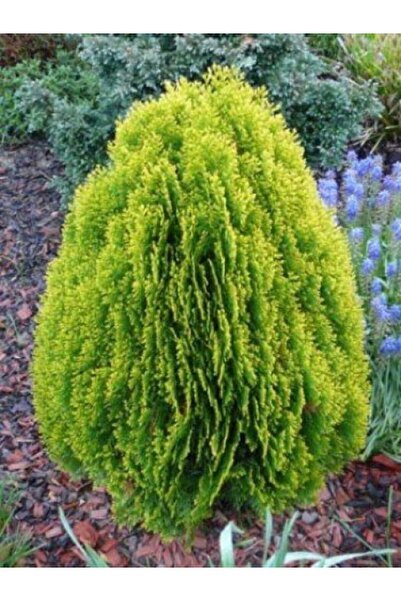 tnc garden groups Altuni Top Mazı Fidanı Thuja Orientalis Aurea Compacta Nana...