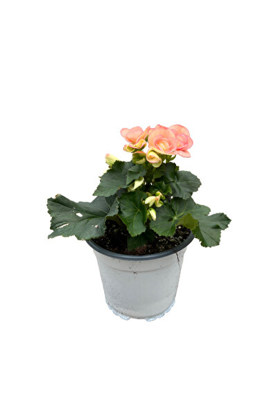 Betonish Begonia Elatior 'Pinkish' (Katmerli Begonya)