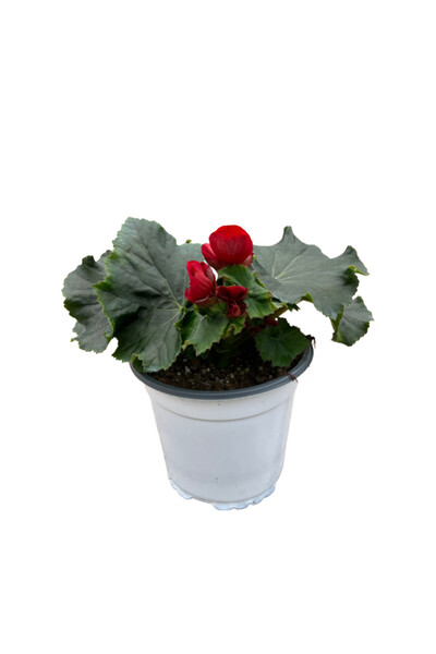 Betonish Begonia Elatior 'Red' (Katmerli Begonya)