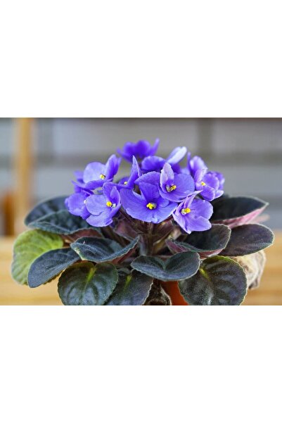 The Best Online Thebestonline Mavi Afrika Menekşesi