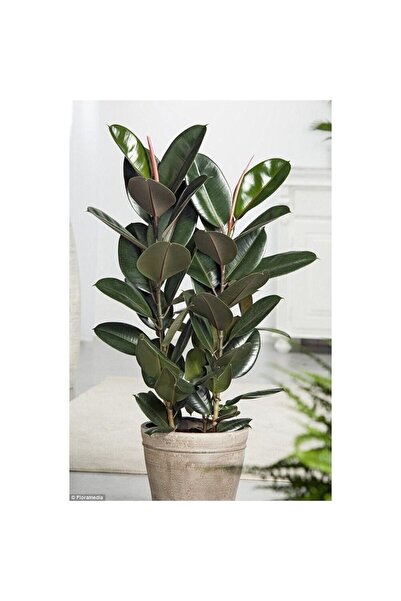 NADİR KAKTÜS Ficus Elestica Kauçuk Bitkisi Çift Dal Uzun Boy