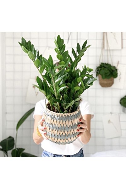 NADİR KAKTÜS Zamia ZZ Bitkisi Zamioculcas Zamiifolia 50-80 Cm Dolgun Formlu