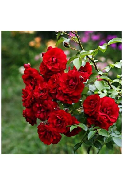 HİLAL TARIM ÇİFTLİĞİ Kırmızı Ponpon gülü yediveren kokulu tüplü