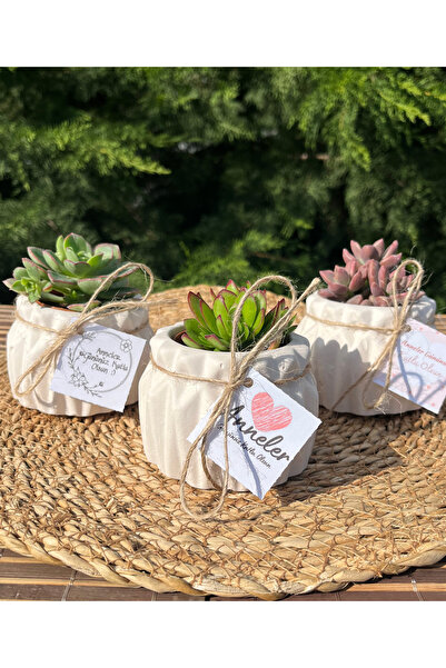 Store Anneler Günü Özel Beton Saksılı Sukulent