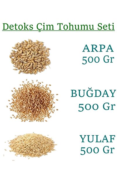 yeşilsera Kedi Çimi Bugday Arpa Yulaf Tohumu 500 gr Toplam 1500gr