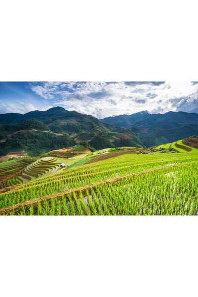 Zumzeria Tablou Canvas Pitoresc Contur Green Field Pe Moauntain Sapa, 80x50cm