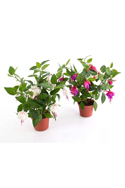 Mimoza Küpeli Fuchsia Çiçeği Fidanı 10-20 Cm