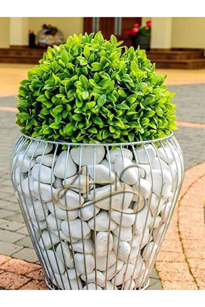 AHS Beyaz Dolomit Taş 5 Kg 6-10 Cm Dere Çakıl Taşı Bahçe Peyzaj Süs Taşı Saks...