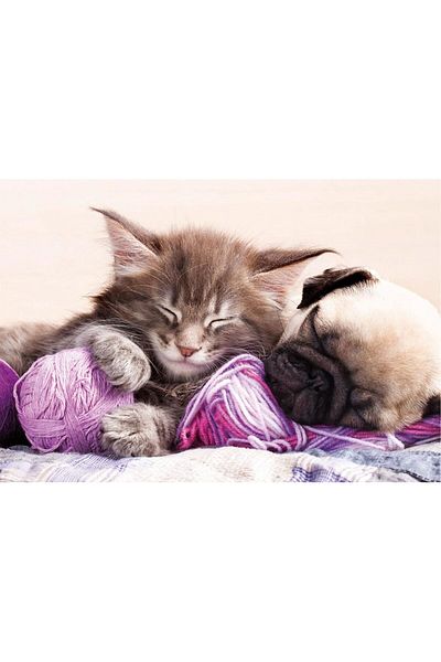 EDUCA Puzzle Dream Companions 500 Piece Puzzle