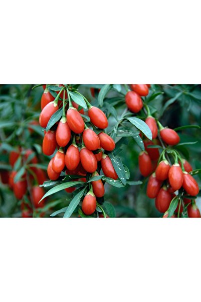 FİDANKÖY Goji berry Kurt üzümü saksılı