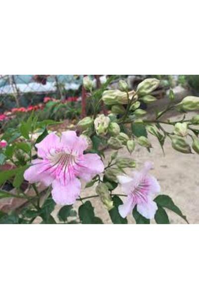 Mimoza Campsis Radicans Acem Borusu Pembe 20-40 cm