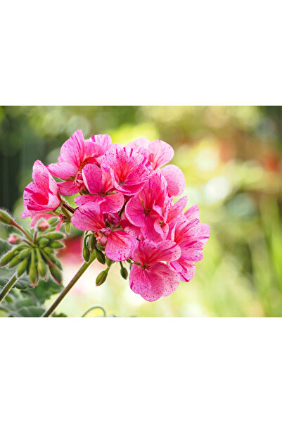 Mimoza Sakız Sardunya Fidanı ( Saksılı Çiçek ) 10-20 cm