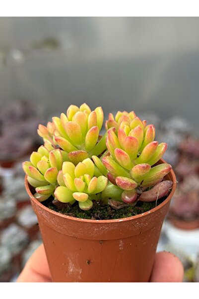 SukuLand Sedum Joyce Tulloch özel tür sukulent 5,5cm saksıda