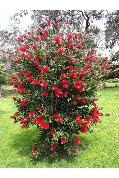 fidanpaketim Fırça Çalısı fidanı çiçeği küçük boy