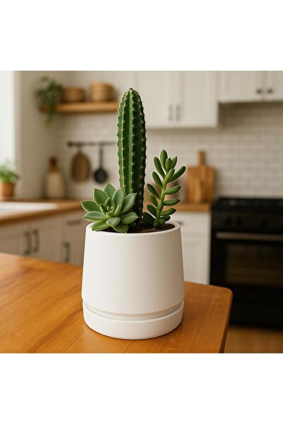Home Dekoratif Altlıklı Kaktüs, Sukulent ve Aranjman Saksısı