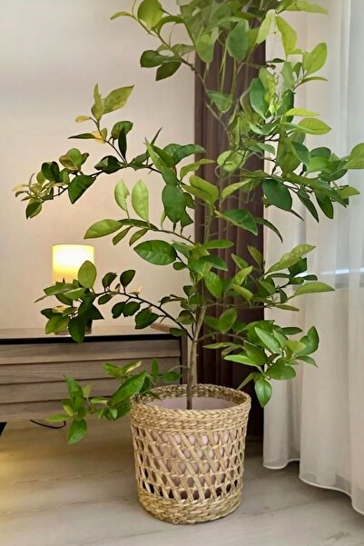 afralya home Ev Dekorasyon Hasır Saksılık Ofis Balkon Salon Aksesuarı Saksı 2...