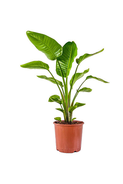 Fidanburada Starliçe - Beyaz Cennet Kuşu 100-120 Cm (STRELİTZİA NİCOLAİ)