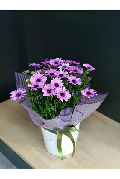 Nura Botanik Mor Renk Bodrum Papatyası Hediye Paketli Saksılı Canlı Bikti