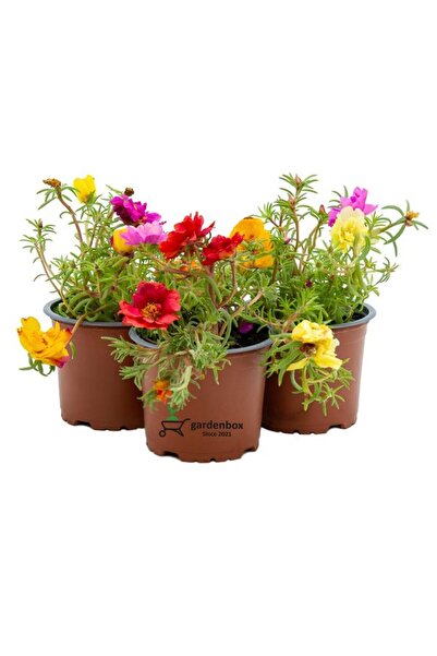 Gardenbox Rengarenk 3 Adet Kedi Tırnağı İpek Çiçeği Saksılı 10-15cm (Portulac...