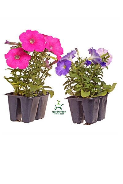 Gardenbox Petunya Çiçeği Fidanı 4 Pembe 4 Mor Renk Saksılı Balkon Bahçe Çiçeği