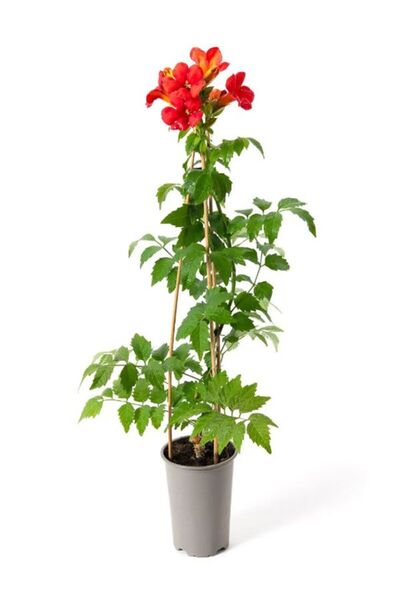 Nura Botanik Kokulu Filbahri Çiçeği + Turuncu Renk Acem Borusu Borazan Çiçeği...