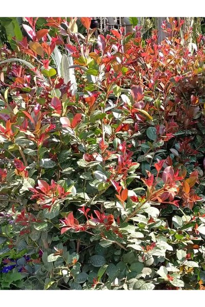 Gardenbox Süs Bitkisi Evgenya Çalısı 50-70cm Saksılı/Tüplü (Eugenia Etna Fire)