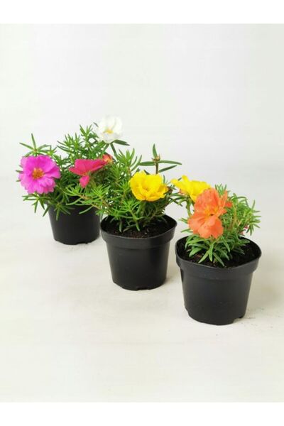 Gardenbox 3'Lü Karışık İpek Çiçeği 10-15CM Saksılı Bahçe/ Balkon Çiçeği