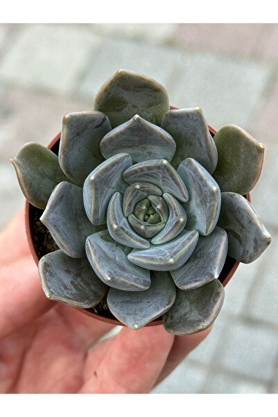 SukuLand Echeveria Seginus özel tür sukulent 5,5cm saksıda