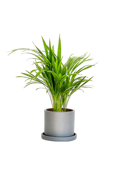 Fidanburada Areka Palmiyesi - Ruby Antrasit Saksılı - Areca Dypsis Lutescens-...
