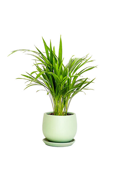Fidanburada Areka Palmiyesi - Curvy Yeşil Saksılı - Areca Dypsis Lutescens-it...