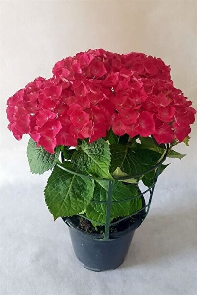 Online Botanik Bayrak Kırmızı Ortanca Fidanı 10-20 cm