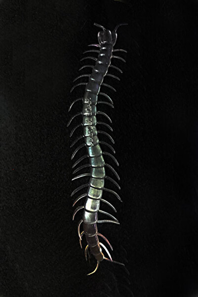 Veraura Lifestyle Glow-in-the-Dark Highlighter Centipede
