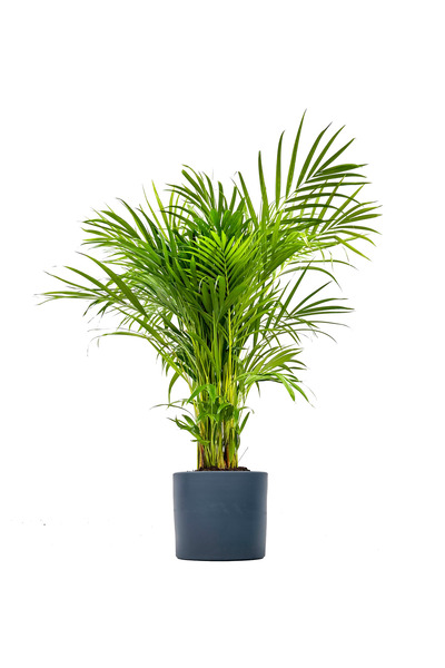 Fidanburada Areka Palmiyesi Large - Ruby Antrasit Saksılı Dypsis Lutescens