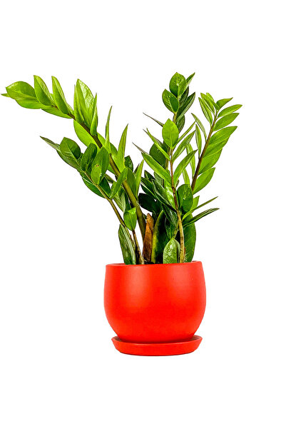 Fidanburada Zamia Zamioculcas Curvy Kırmızı Saksılı