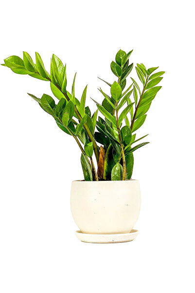 Fidanburada Zamia Zamioculcas Curvy Beyaz Saksılı