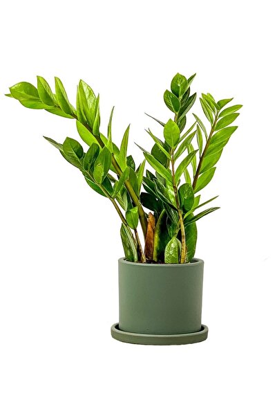Fidanburada Zamia Zamioculcas Ruby Yeşil Saksılı 30-40cm