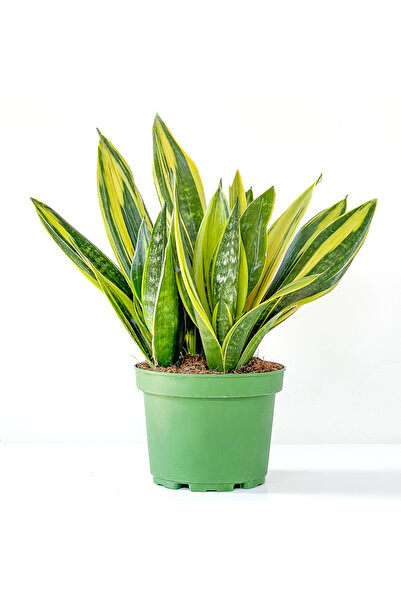 Fidanburada Sarı Paşa Kılıcı - Sansevieria Trif. Gold Flame 30-40cm