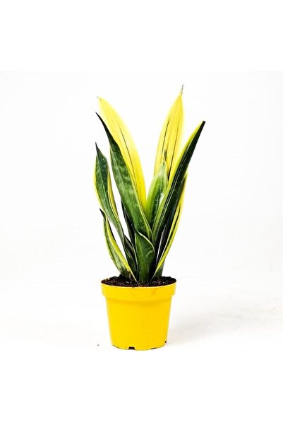 Fidanburada Sansevieria Trif. Gold Flame Sarı Paşa Kılıcı